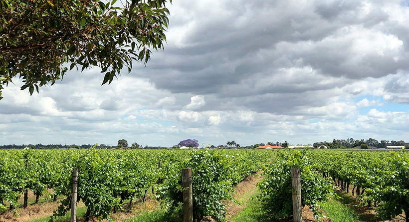 Jarrah Ridge vineyard